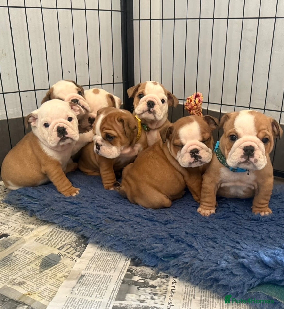 English Bulldog dogs Health tested Kc traditional red & white bulldogs - Advert 1