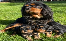 Cavalier King Charles Spaniel dogs for sale: Stunning KC registered Cavalier puppies  - Image 1