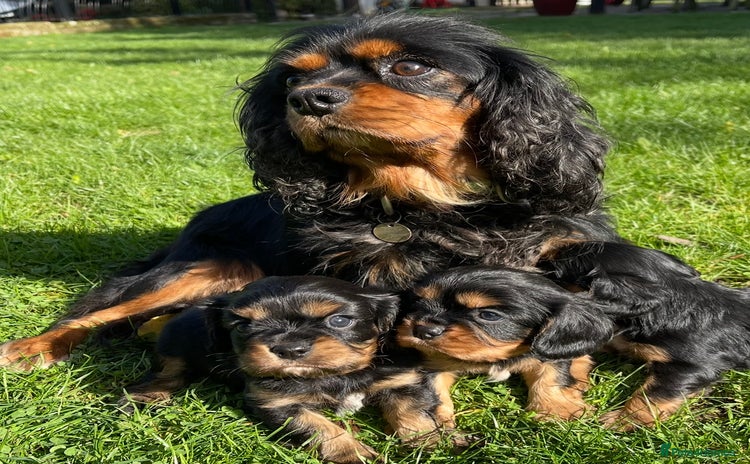 Cavalier King Charles Spaniel dogs - Advert 6