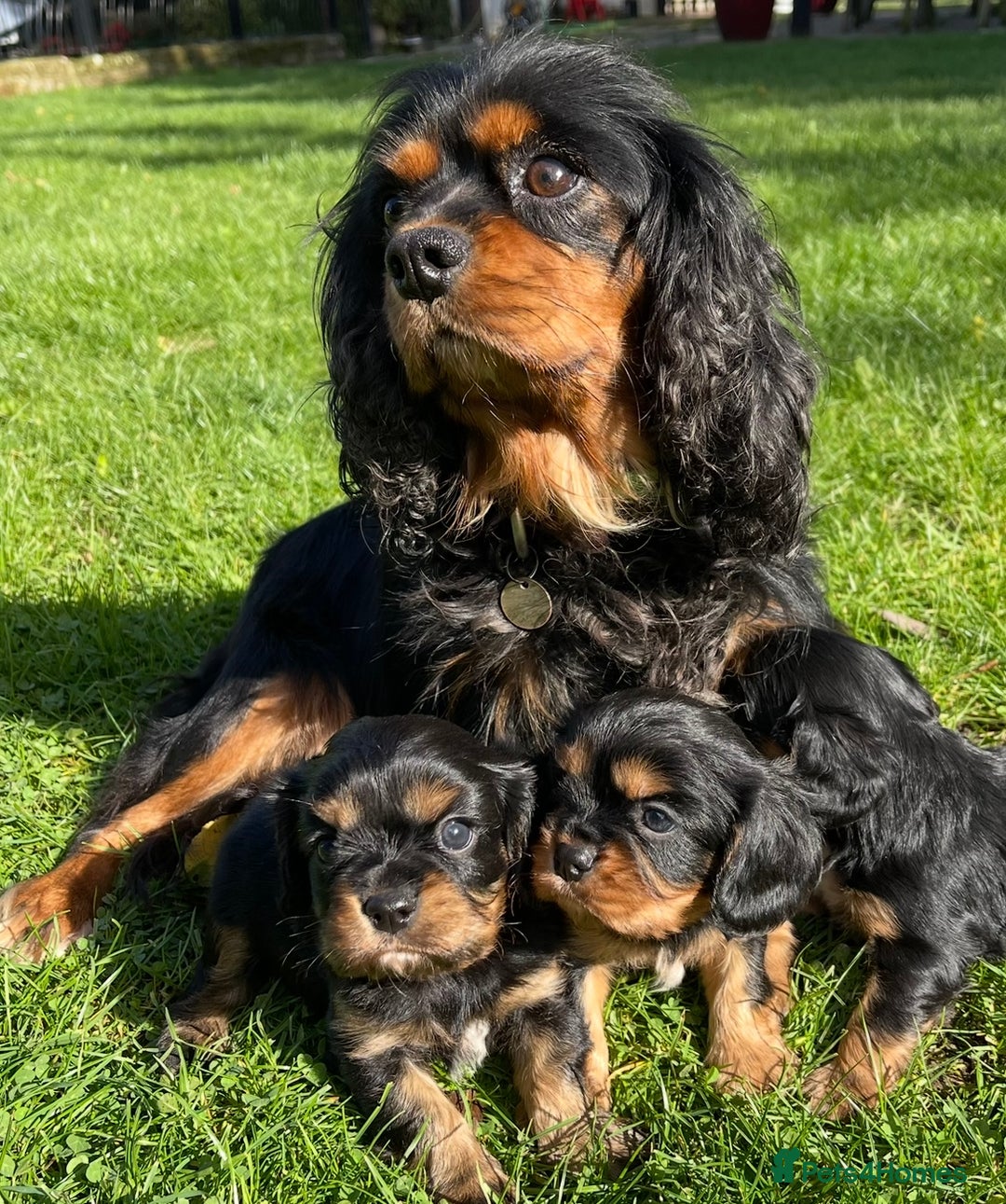 Cavalier King Charles Spaniel dogs for sale: Stunning KC registered Cavalier puppies  - Image 1
