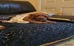 Cockapoo dogs for sale: Beautiful F1 Red Cockapoo Puppies - Image 15