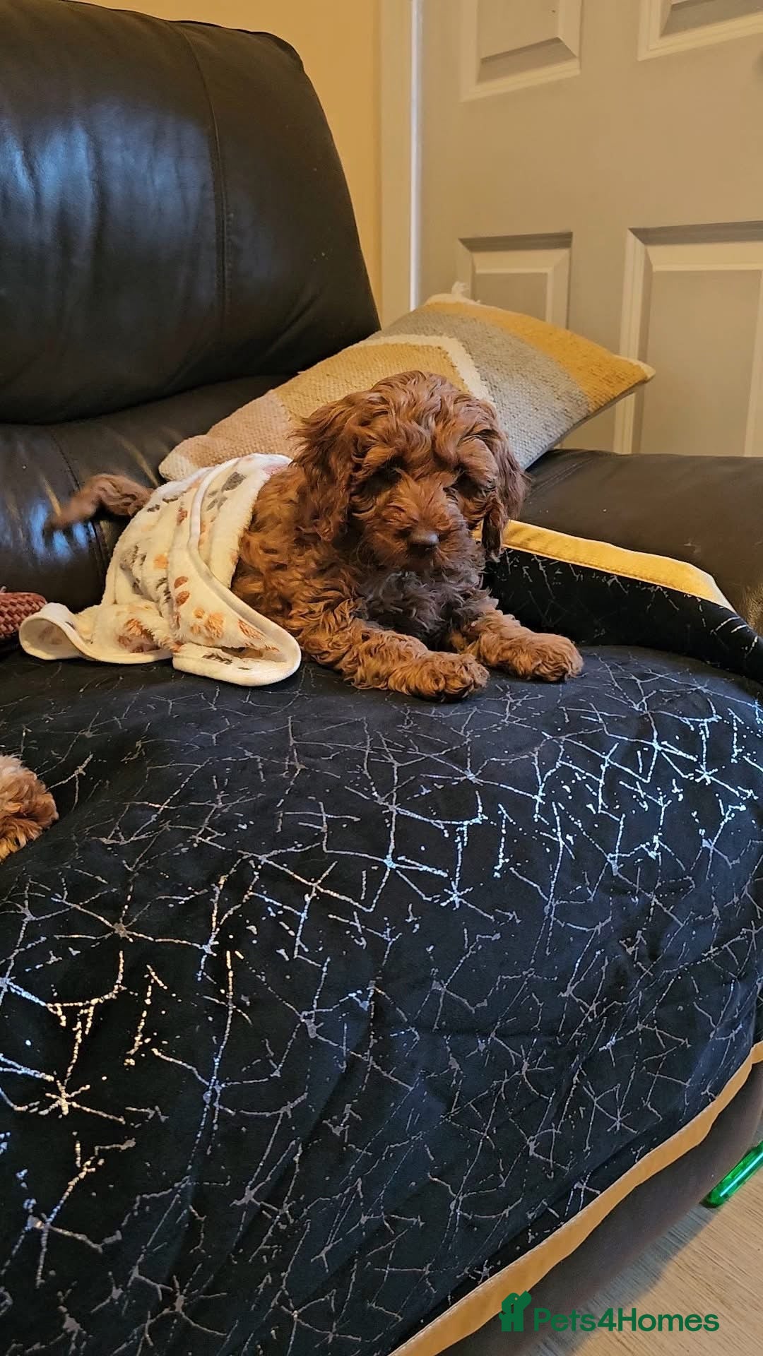 Cockapoo dogs for sale: Beautiful F1 Red Cockapoo Puppies - Image 15
