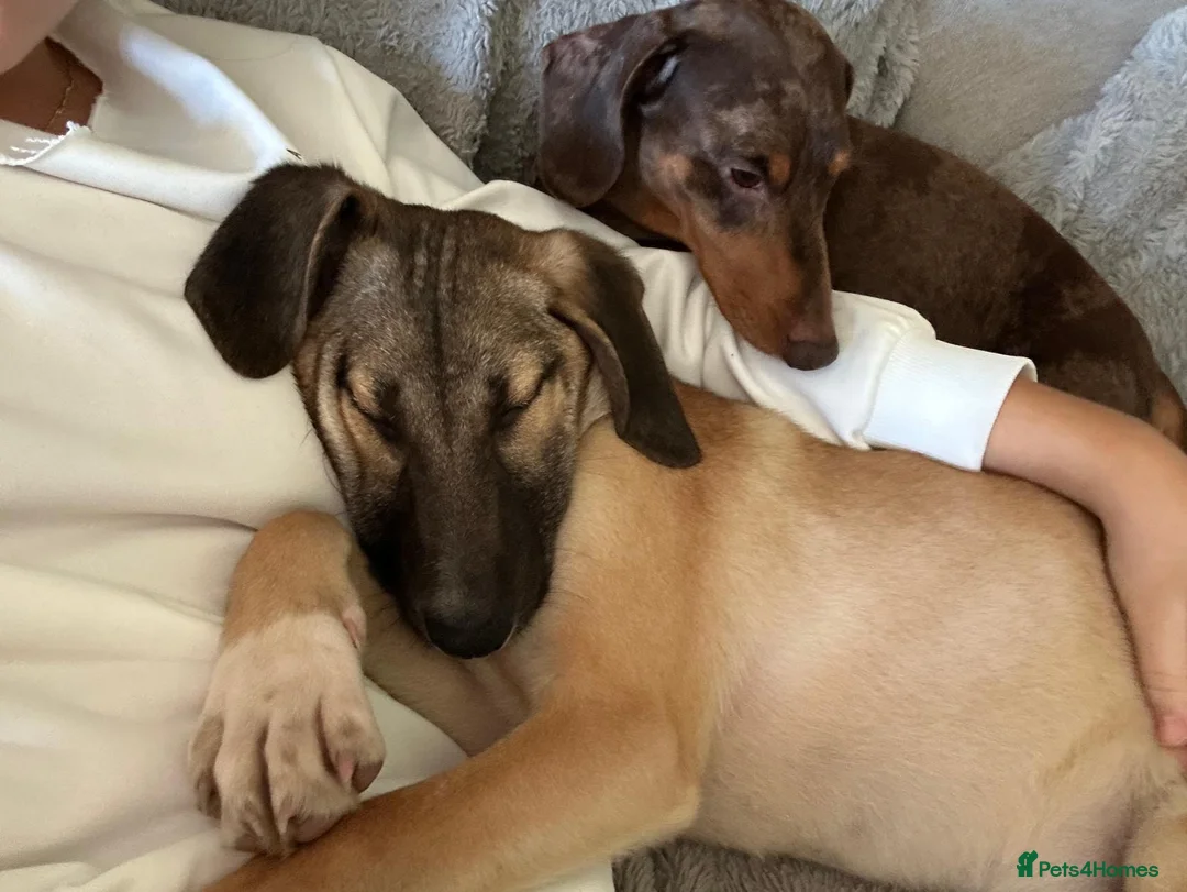 Mixed Breed dogs for adoption: Squinty 8 month medium Macedonian rescue  in Nottingham - Advert 1