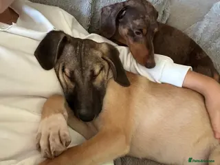 Mixed Breed dogs Squinty 8 month medium Macedonian rescue - Advert 1