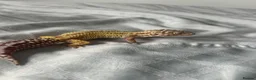 Leopard Gecko reptiles for sale: Leopard gecko aptor and vivarium in Southampton - Advert 5