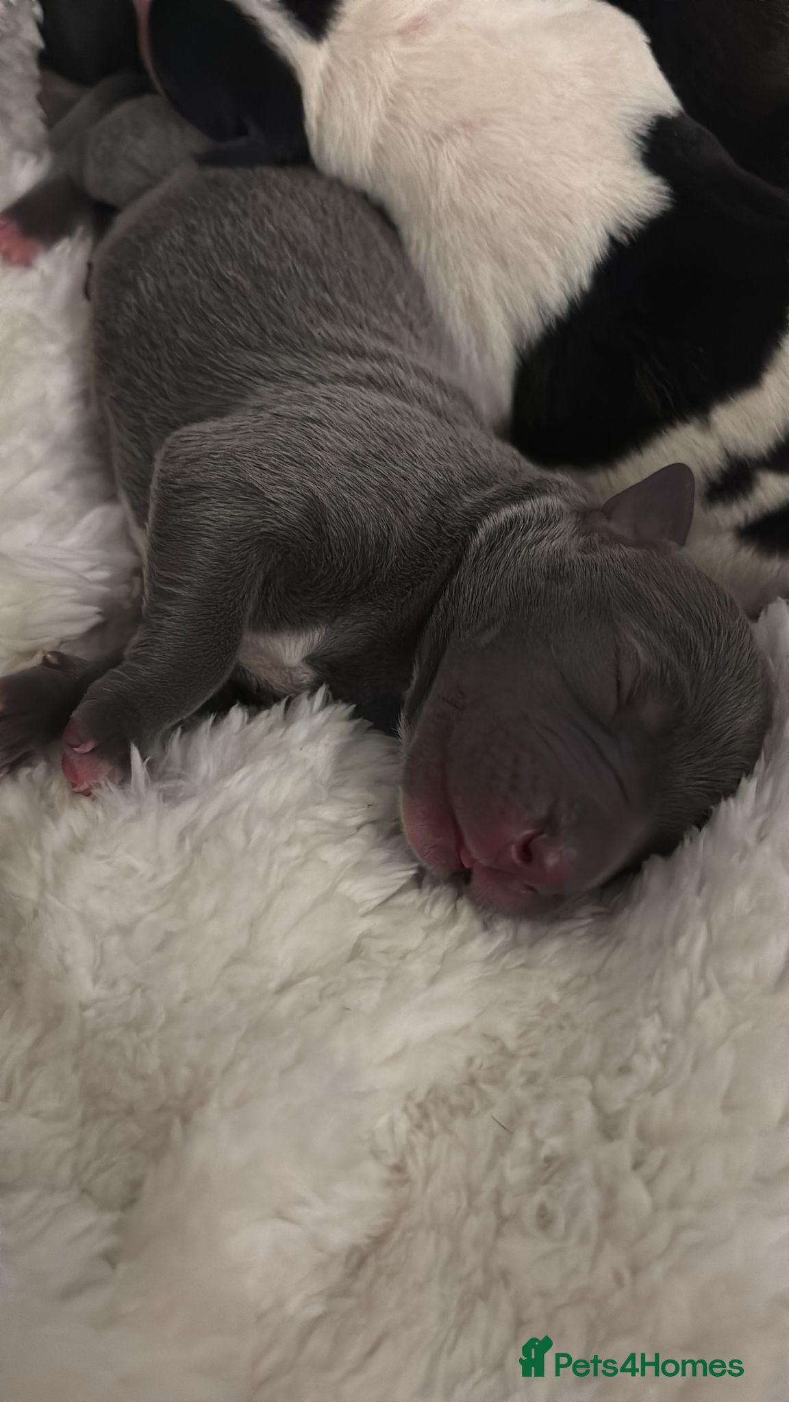 Staffordshire Bull Terrier dogs Staffy puppies for sale in Bexleyheath - Advert 3