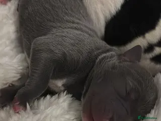 Staffordshire Bull Terrier dogs Staffy puppies for sale in Bexleyheath - Advert 3