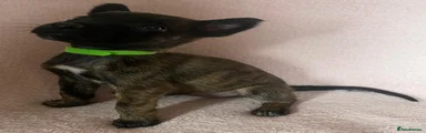 Belgian Shepherd Dog Puppy 6