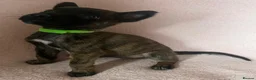 Belgian Shepherd Dog dogs for sale: BELGIAN SHEPHERD X DUTCH SHEPHERD - Advert 7