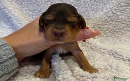 Cockapoo dogs for sale: F1 health clear stunning cockapoos - Image 9