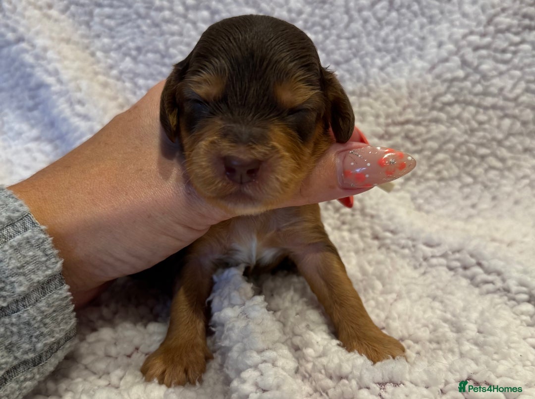 Cockapoo dogs for sale: F1 health clear stunning cockapoos - Image 9