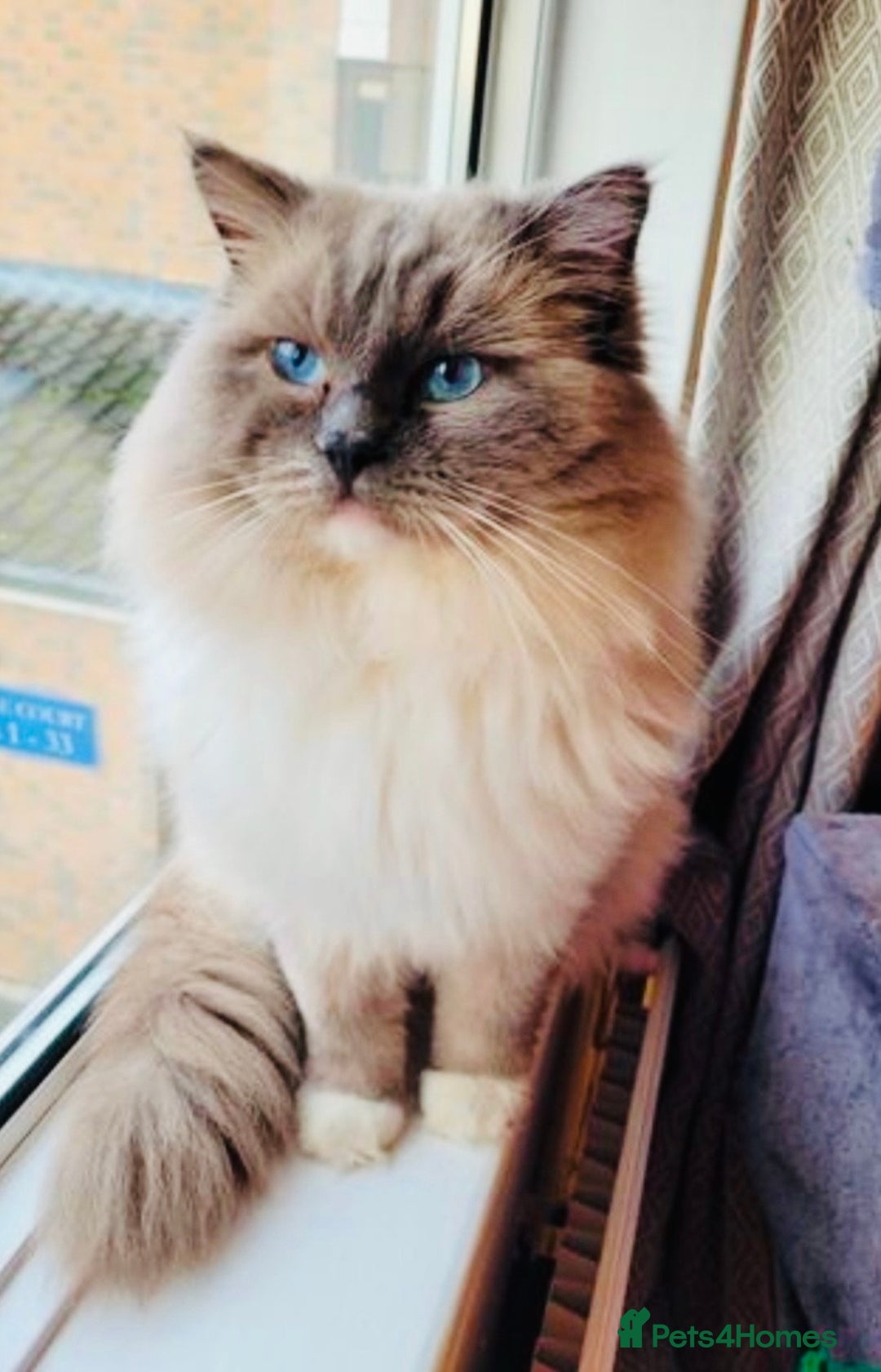 Ragdoll cats for sale: Blue eyed Ragdoll Kittens  - Advert 15