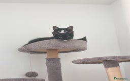 Domestic Shorthair cats for sale: Kittens for sale, READY TO GO NOW!  - Image 19