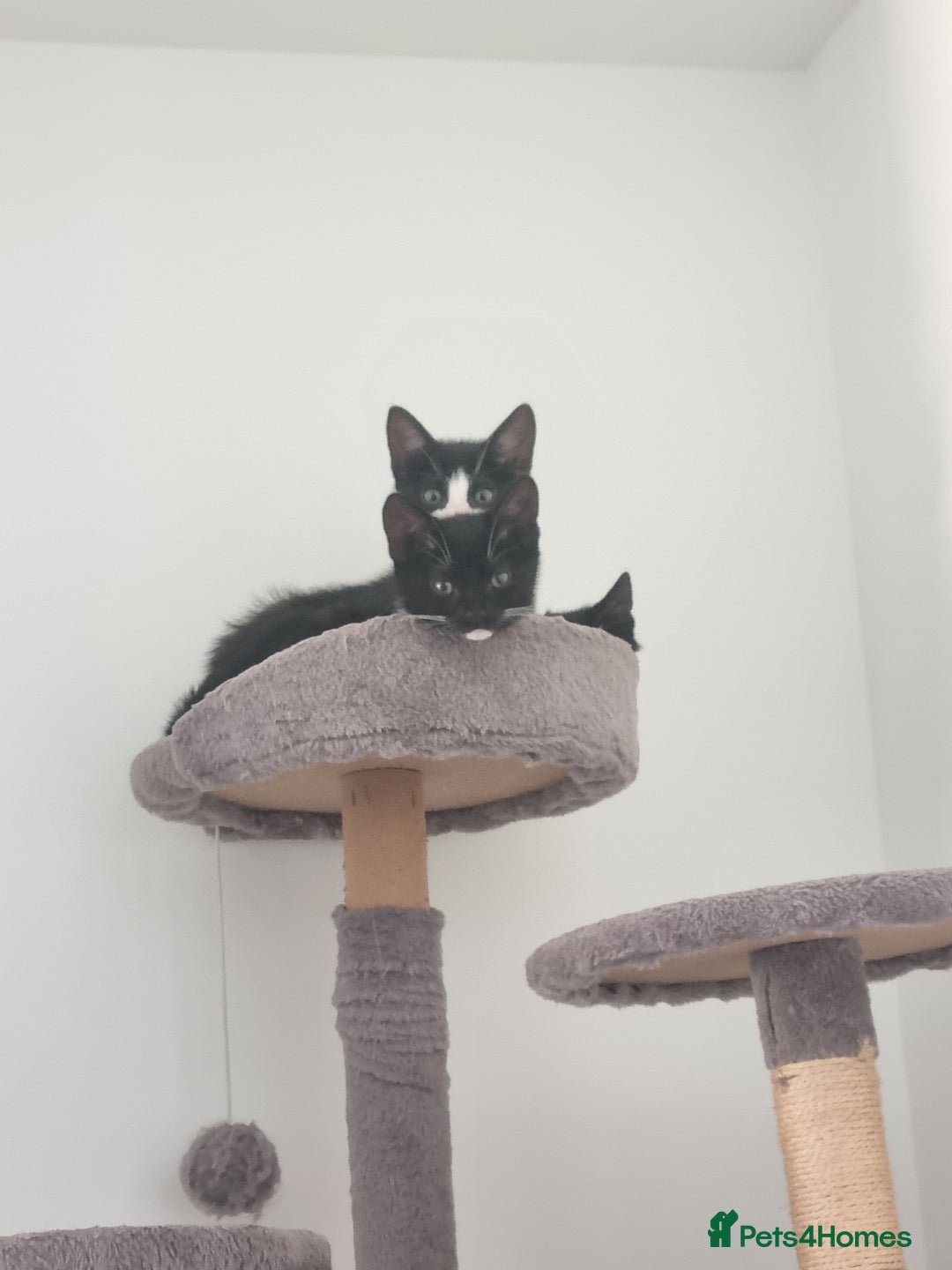 Domestic Shorthair cats for sale: Kittens for sale, READY TO GO NOW!  - Image 19