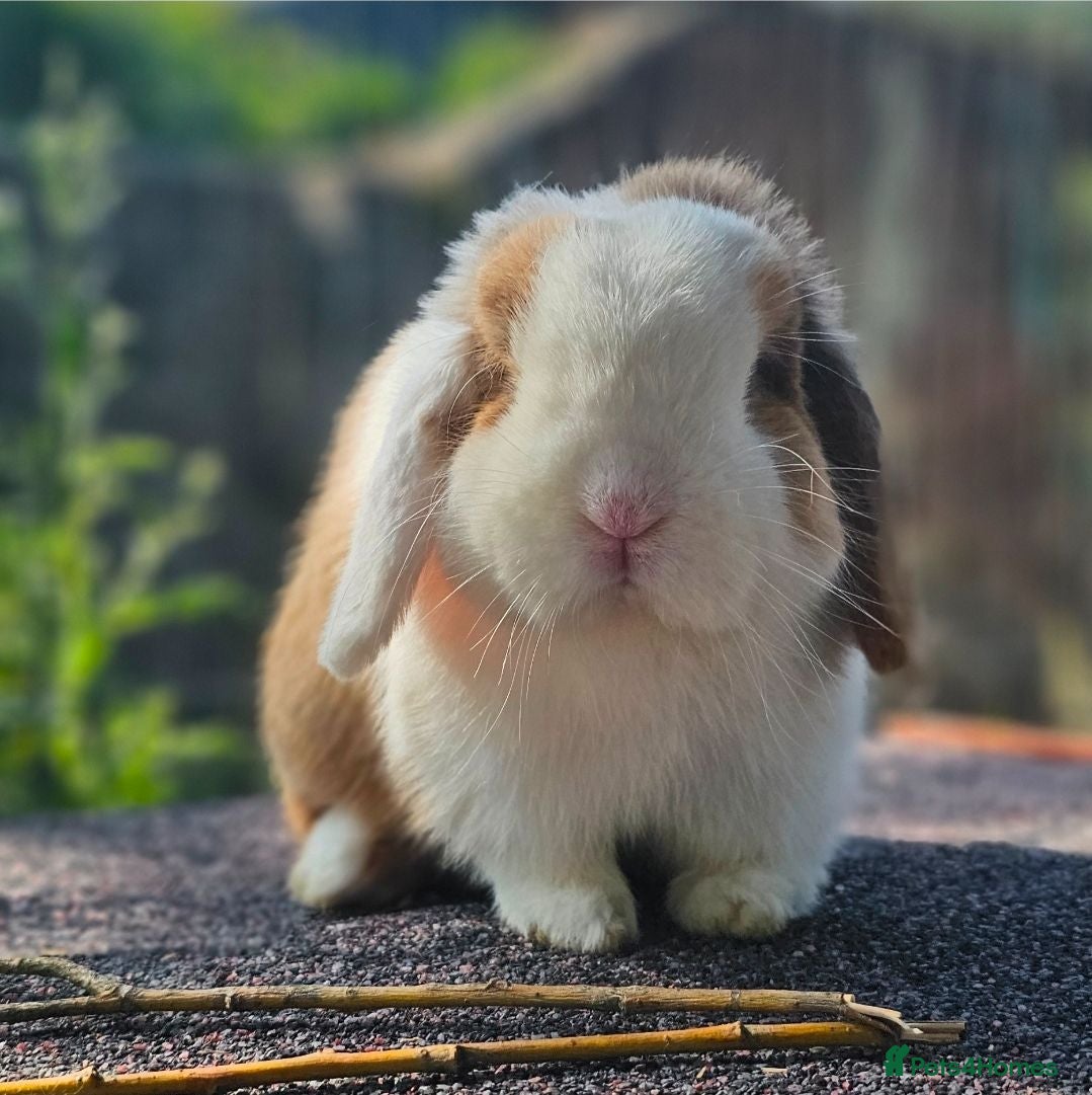 Mini Lop rabbits Vaccinated Miniature Lops - Advert 15