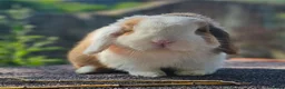 Mini Lop rabbits for sale: Vaccinated Miniature Lops - Advert 1