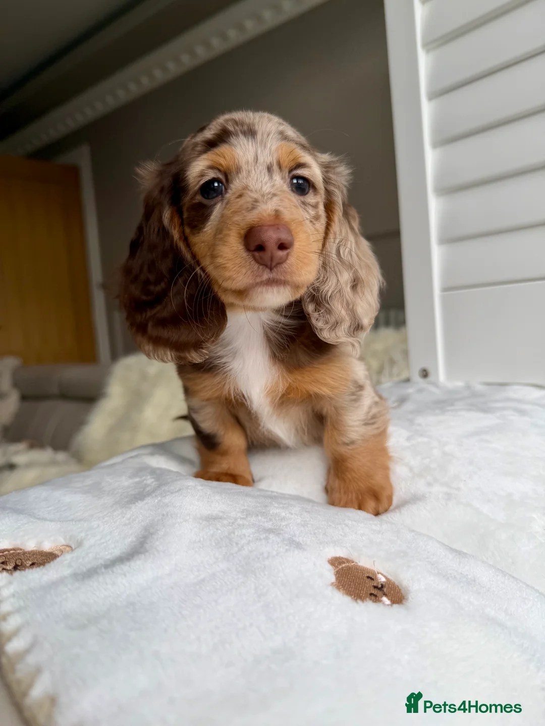 Miniature Dachshund dogs for sale: Expecting Chocolate long hair dapples  - Advert 1