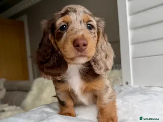 Miniature Dachshund dogs Expecting Chocolate long hair dapples - Advert 2