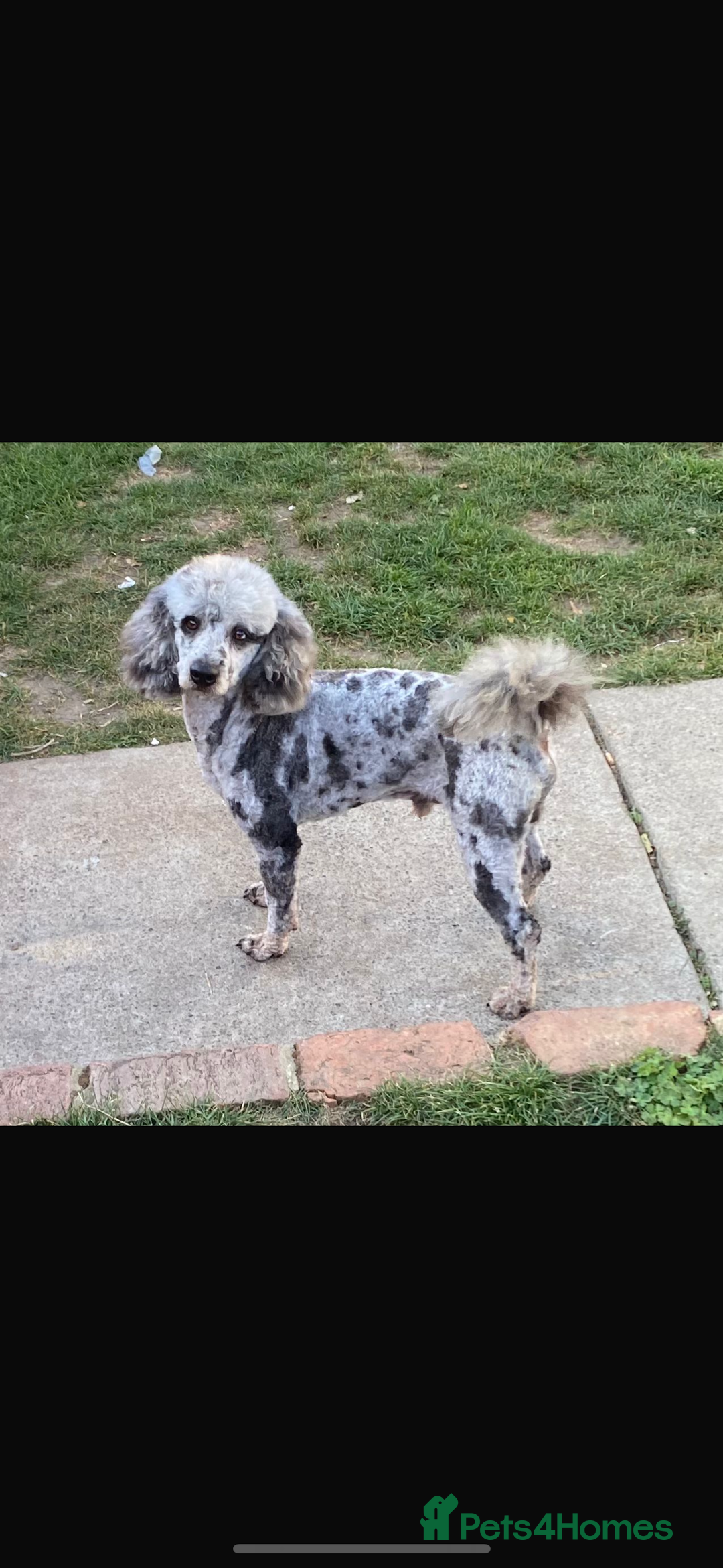 Cockapoo dogs for sale: Gorgeous cockapoo puppies - Image 19