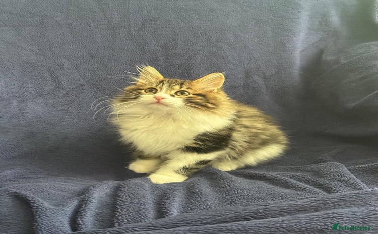Kurilian Bobtail cats - Advert 1