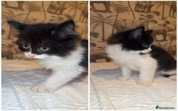 Mixed Breed cats for sale: Mixed breed long haired kittens - Image 2