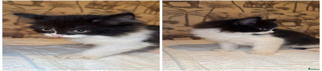 Mixed Breed Kitten 2
