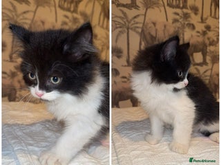 Mixed Breed cats - Advert 26