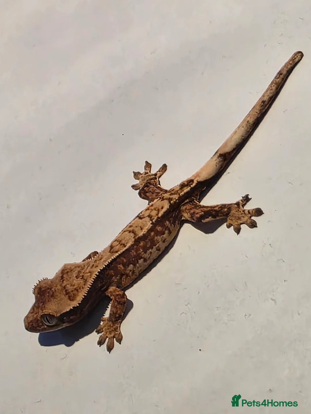 Gecko reptiles for sale: Baby crested gecko  - Advert 5