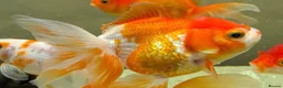 Fancy Goldfish fish for sale: Fancy Goldfish for sale in Southampton - Advert 3