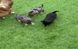 Chihuahua dogs for sale: Chihuahua puppies  - Image 2