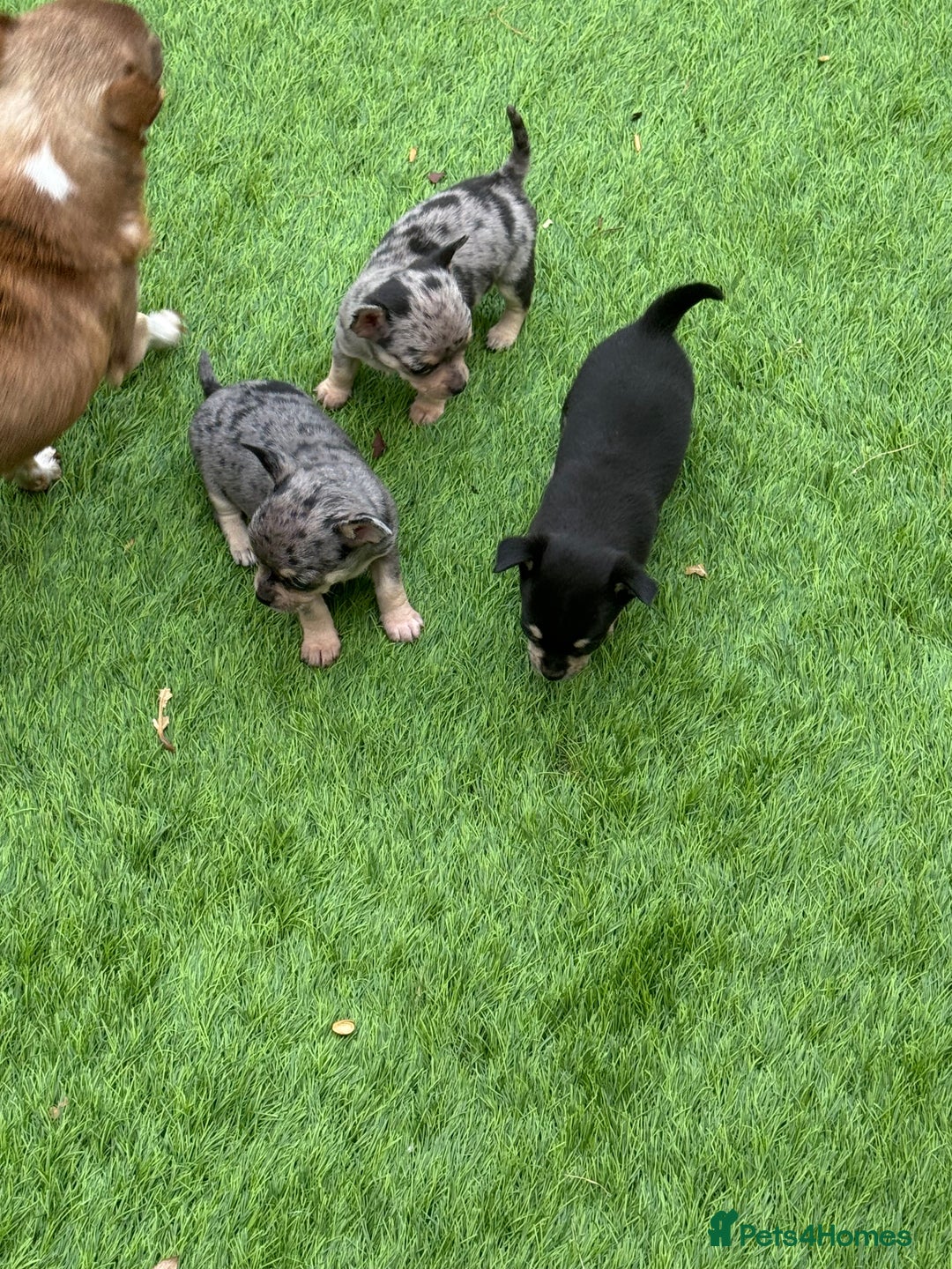 Chihuahua dogs for sale: Chihuahua puppies  - Image 2