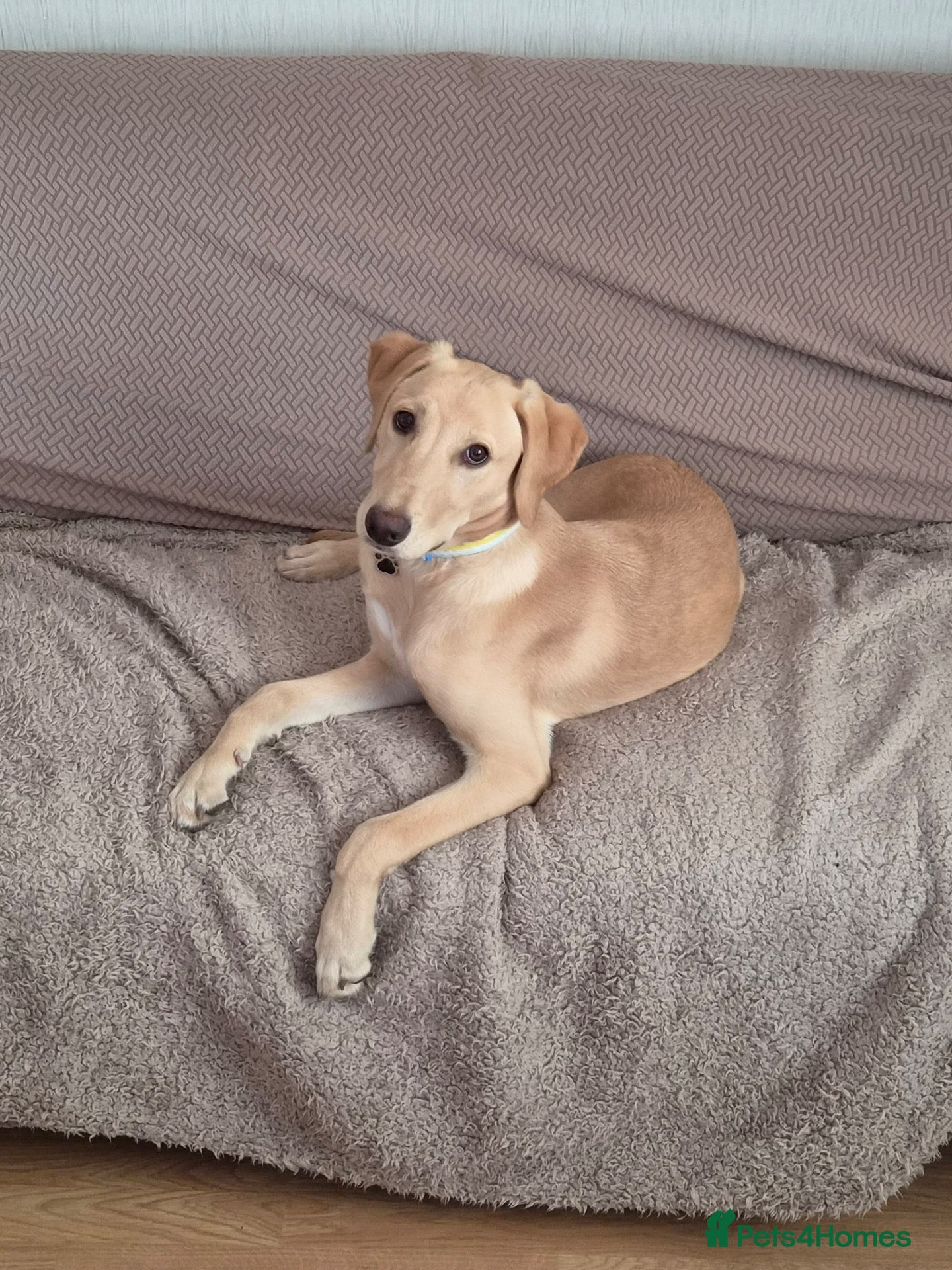 Mixed Breed dogs for sale: Cooper - Advert 3