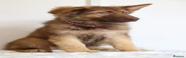 German Shepherd 3