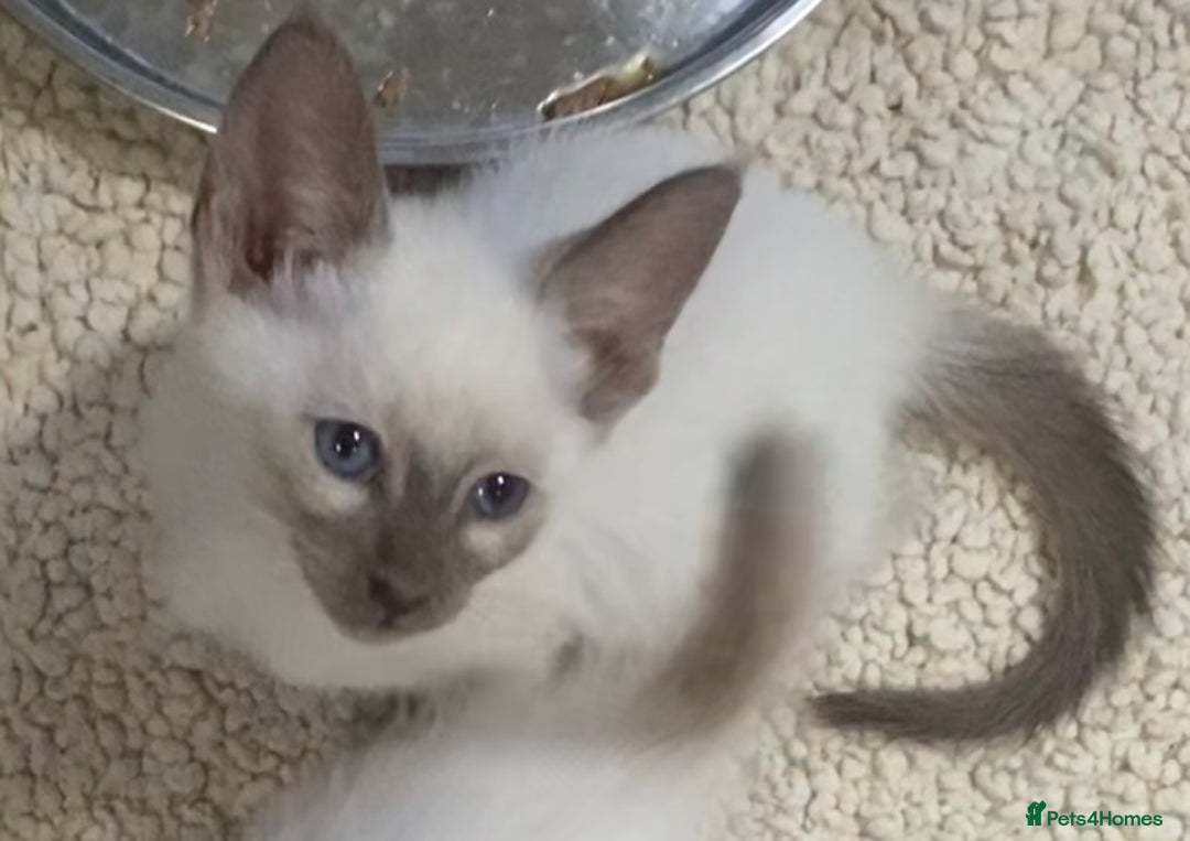 Oriental cats for sale: Oriental kittens  - Advert 29