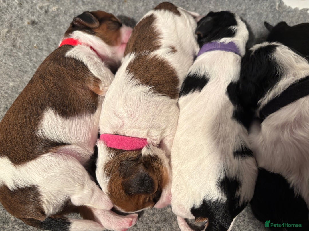 Cavapoo dogs for sale: HOME RAISED STUNNING TRI-COLOUR CAVAPOOS  - Image 2