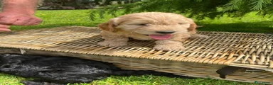Cockapoo Puppy 6
