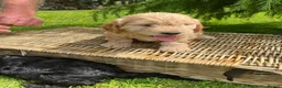 Cockapoo dogs for sale: Cockerpoo puppies  in Chesterfield - Advert 9