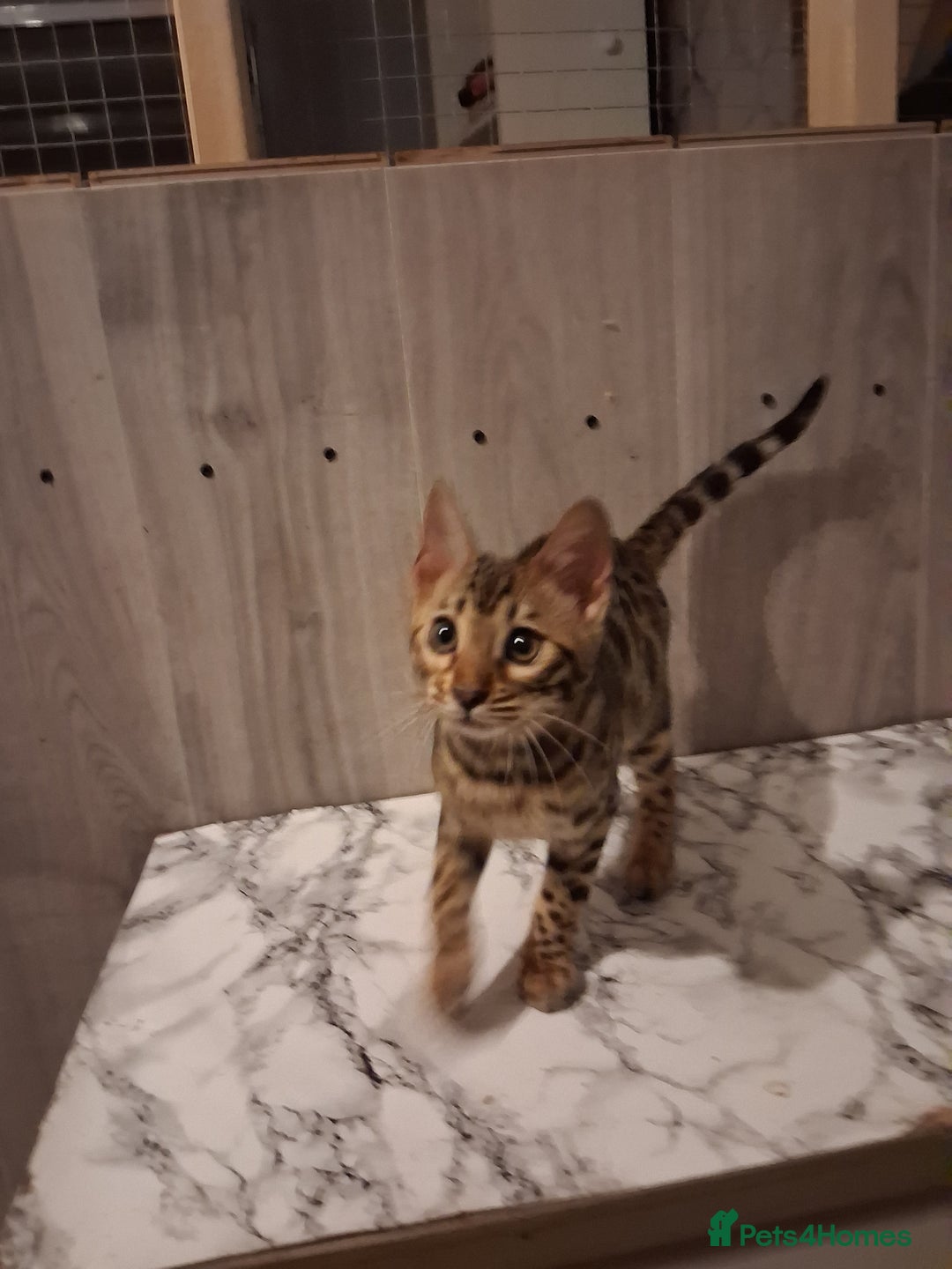 Bengal cats for sale: Tica reg. Bengal Kittens  - Image 2