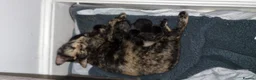 Mixed Breed cats for sale: X2 girl cats  - Advert 2