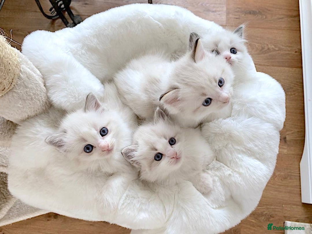 Ragdoll cats for sale: INDOOR FULL PEDIGREE RAGDOLL KITTENS - Advert 8