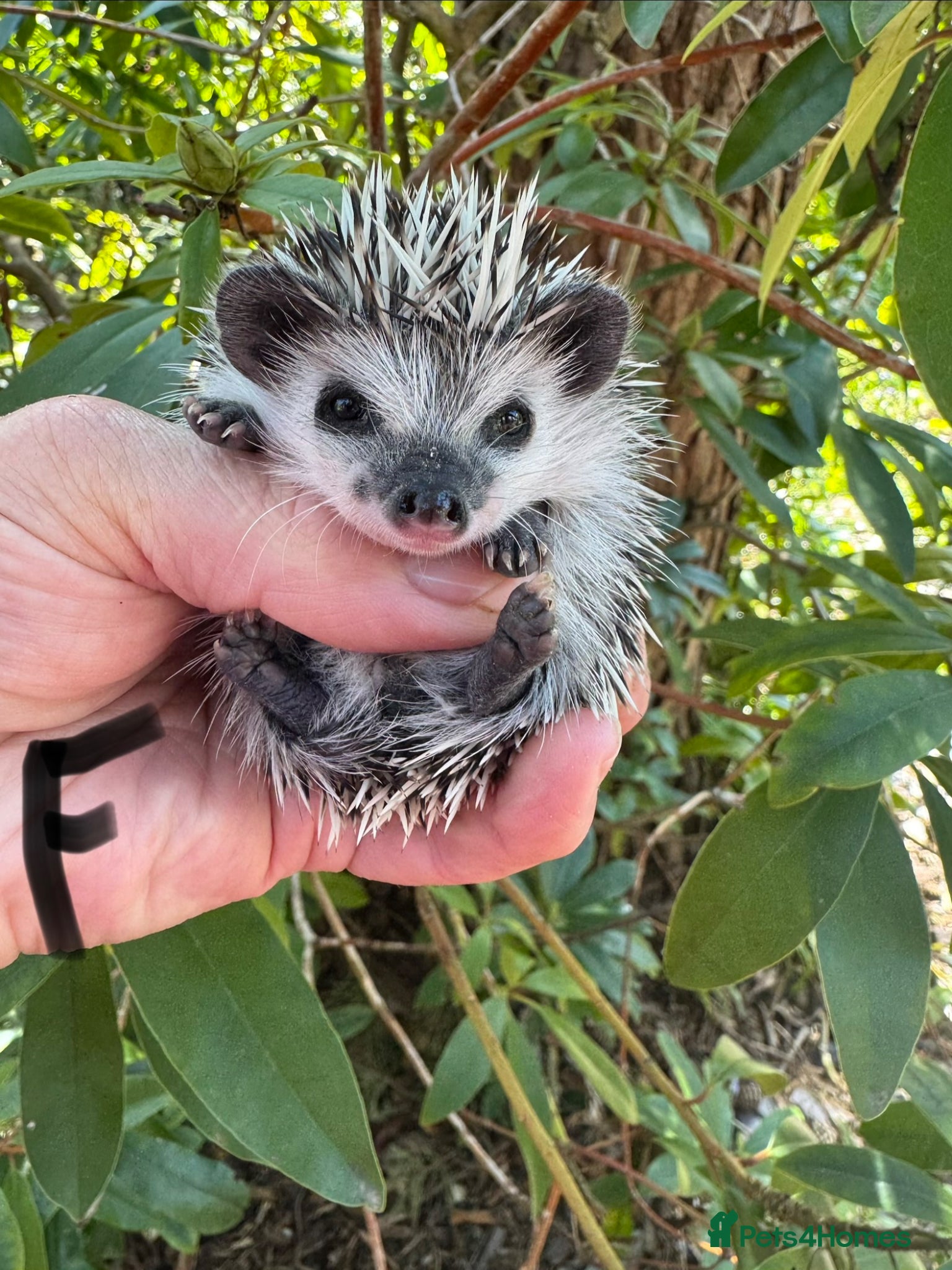 Pygmy Hedgehog rodents 8 week old baby hoglets-mixed colours-READY NOW - Advert 2