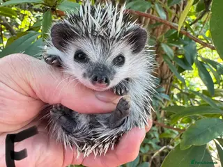 Pygmy Hedgehog rodents 8 week old baby hoglets-mixed colours-READY NOW - Advert 2