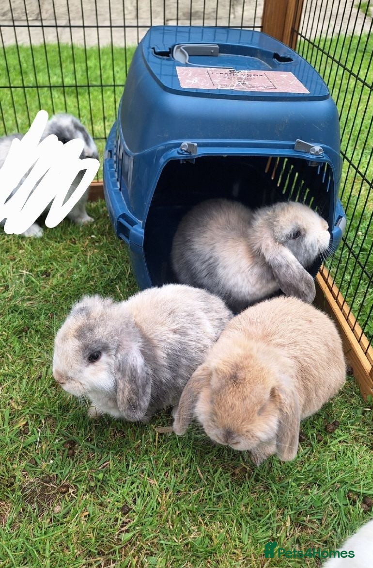 Mini Lop rabbits Beautiful mini lops - Advert 1