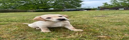 Labrador Retriever dogs for sale: Golden Labrador puppy  in Petworth - Advert 3