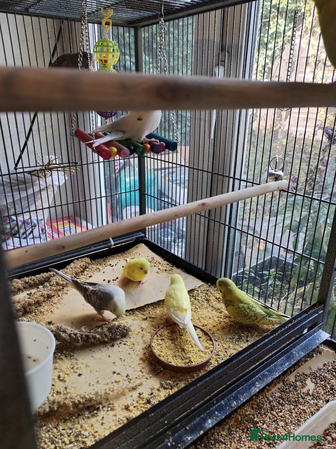 Budgerigars birds for sale: Baby budgies beautiful colours  - Image 2