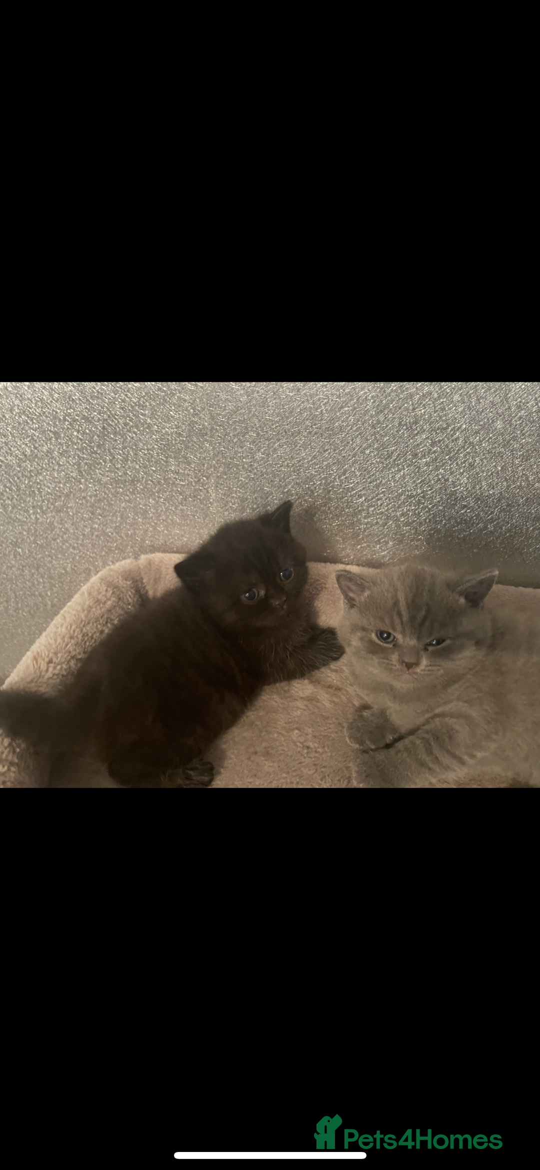 British Shorthair cats for sale: British shorthead cat - Image 3