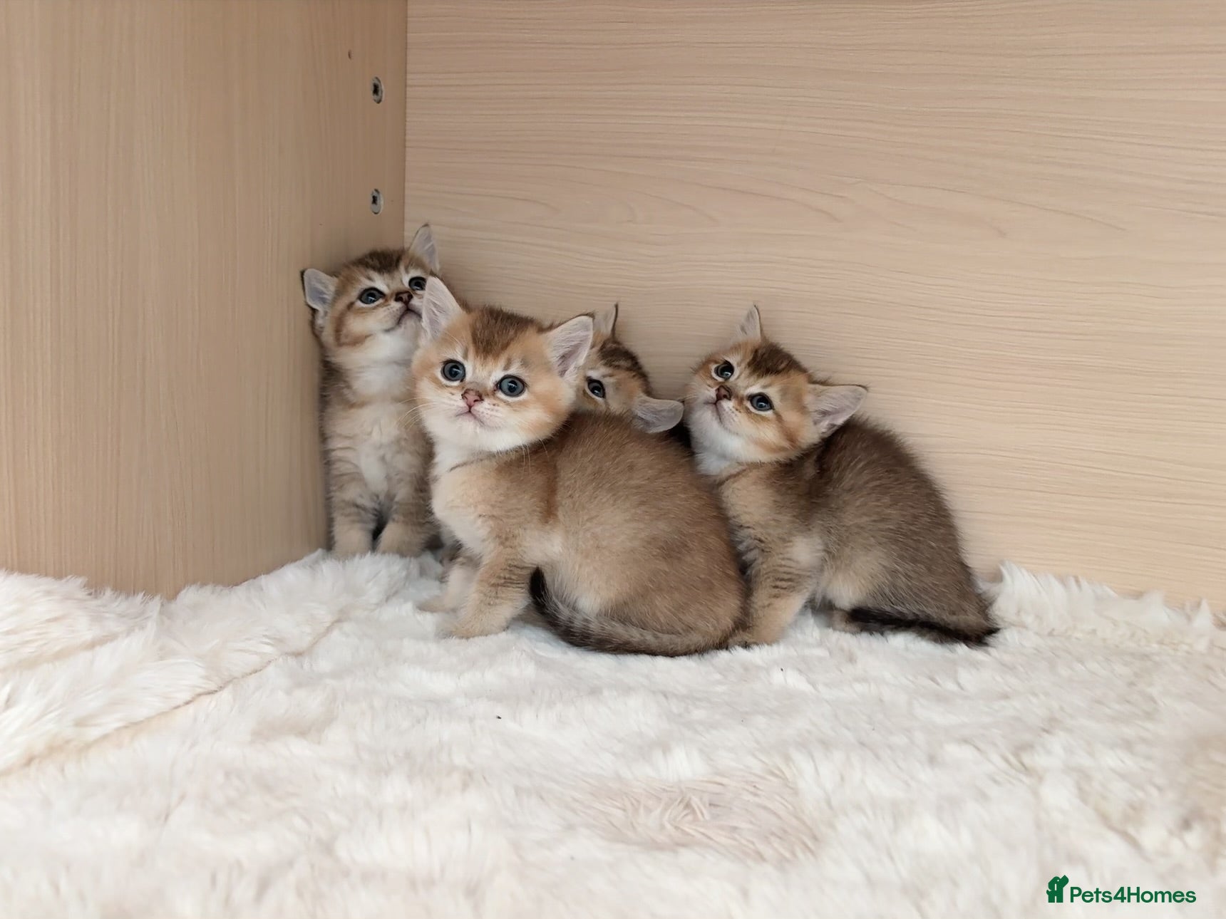 British Shorthair cats Adorable BSH Golden Shaded (25) Kittens - Advert 1