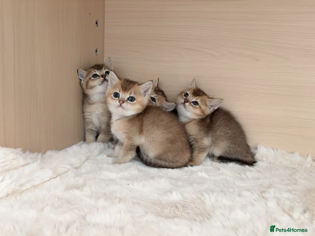 British Shorthair cats for sale: Adorable BSH Golden Shaded (25) Kittens - Advert 1
