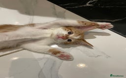 Mixed Breed cats for sale: 2 beautiful ginger boys  - Image 8