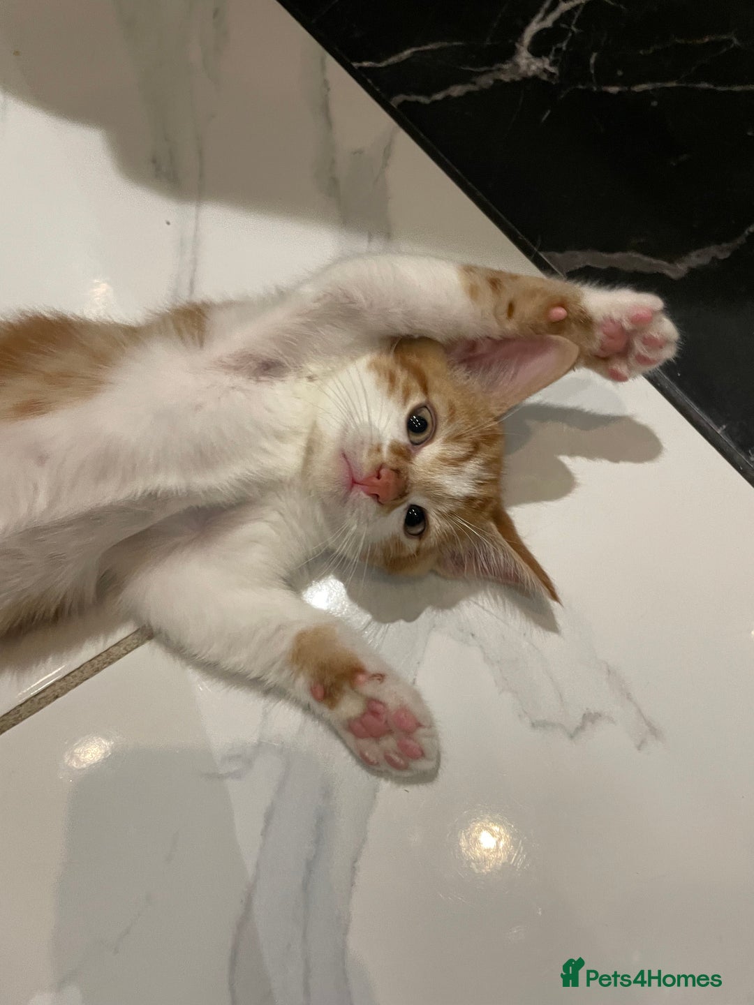 Mixed Breed cats for sale: 2 beautiful ginger boys  - Image 8